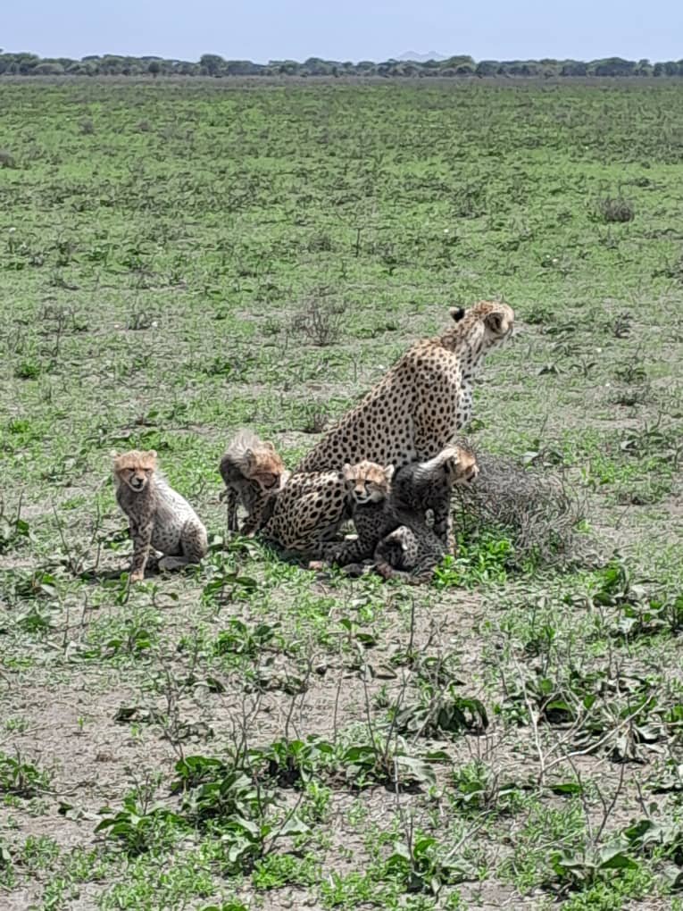 Bush picnic with zebras