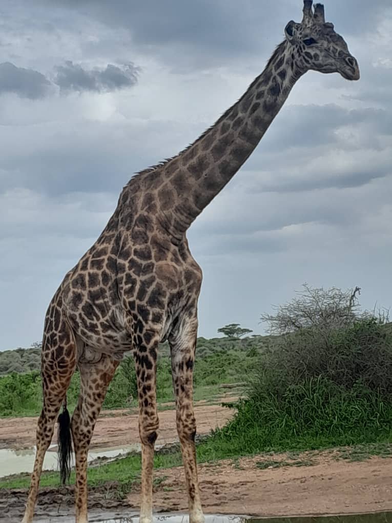 Swimming pool fun at lodge
