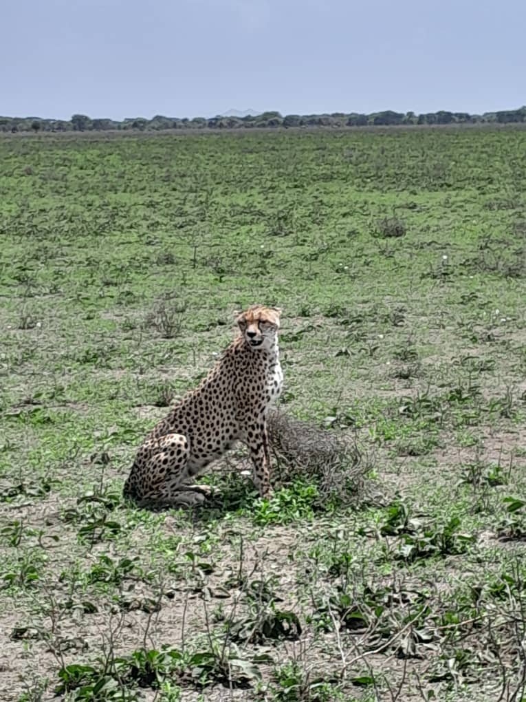 Classic Family Safari